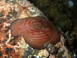 Image of Girdle anemone
