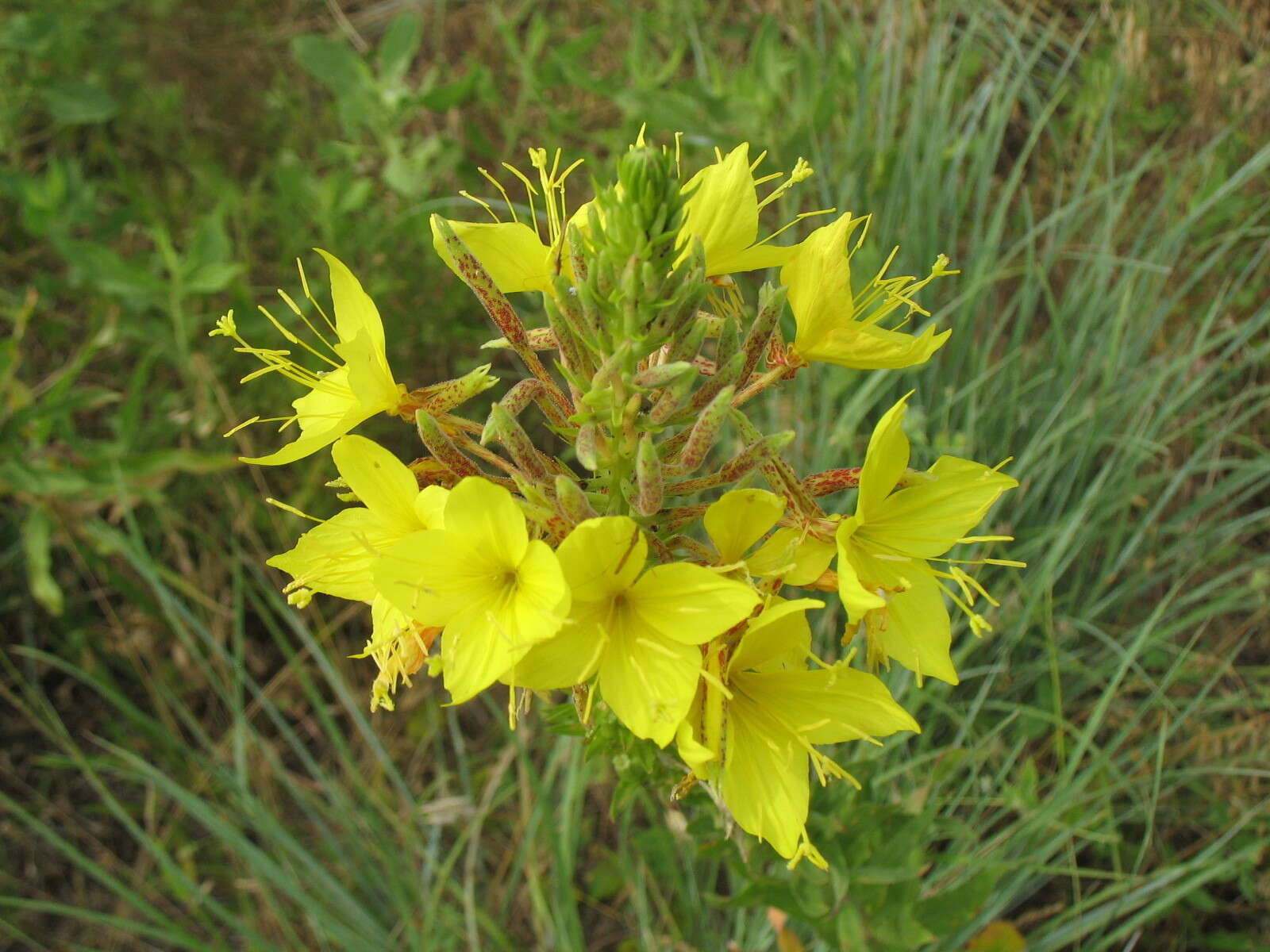 Imagem de Oenothera rhombipetala Nutt. ex Torr. & Gray