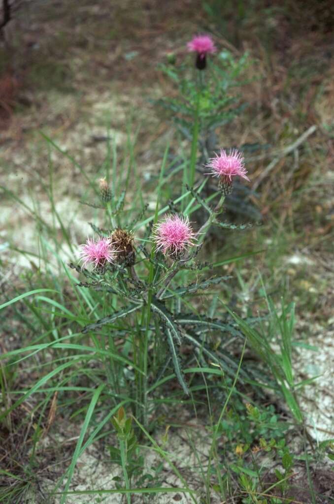 Imagem de Cirsium repandum Michx.