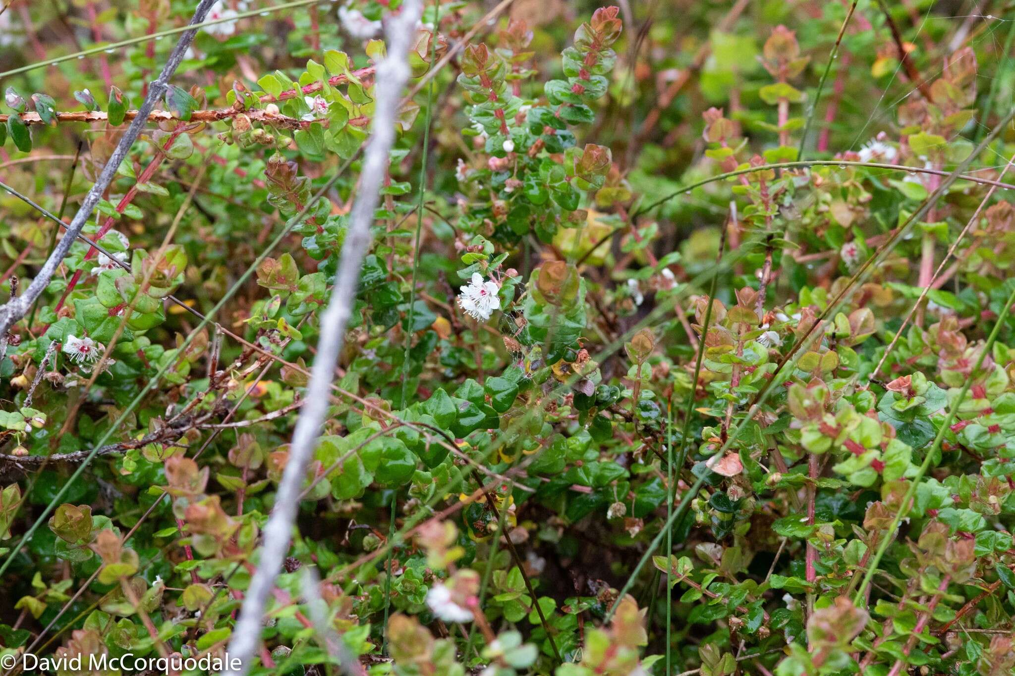 Image of Hypocalymma cordifolium Schau.