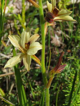 Image of Wachendorfia brachyandra W. F. Barker