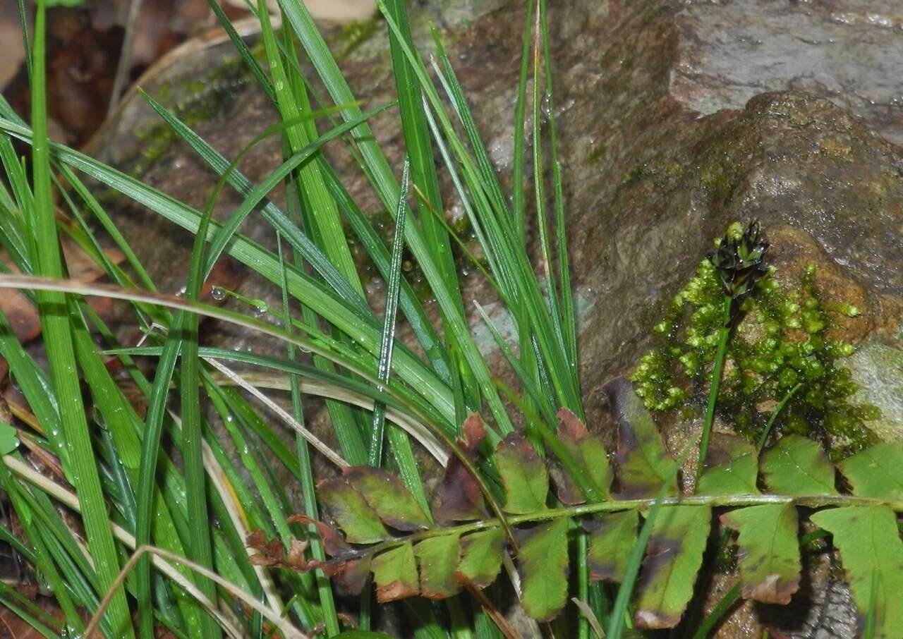 Image of black edge sedge