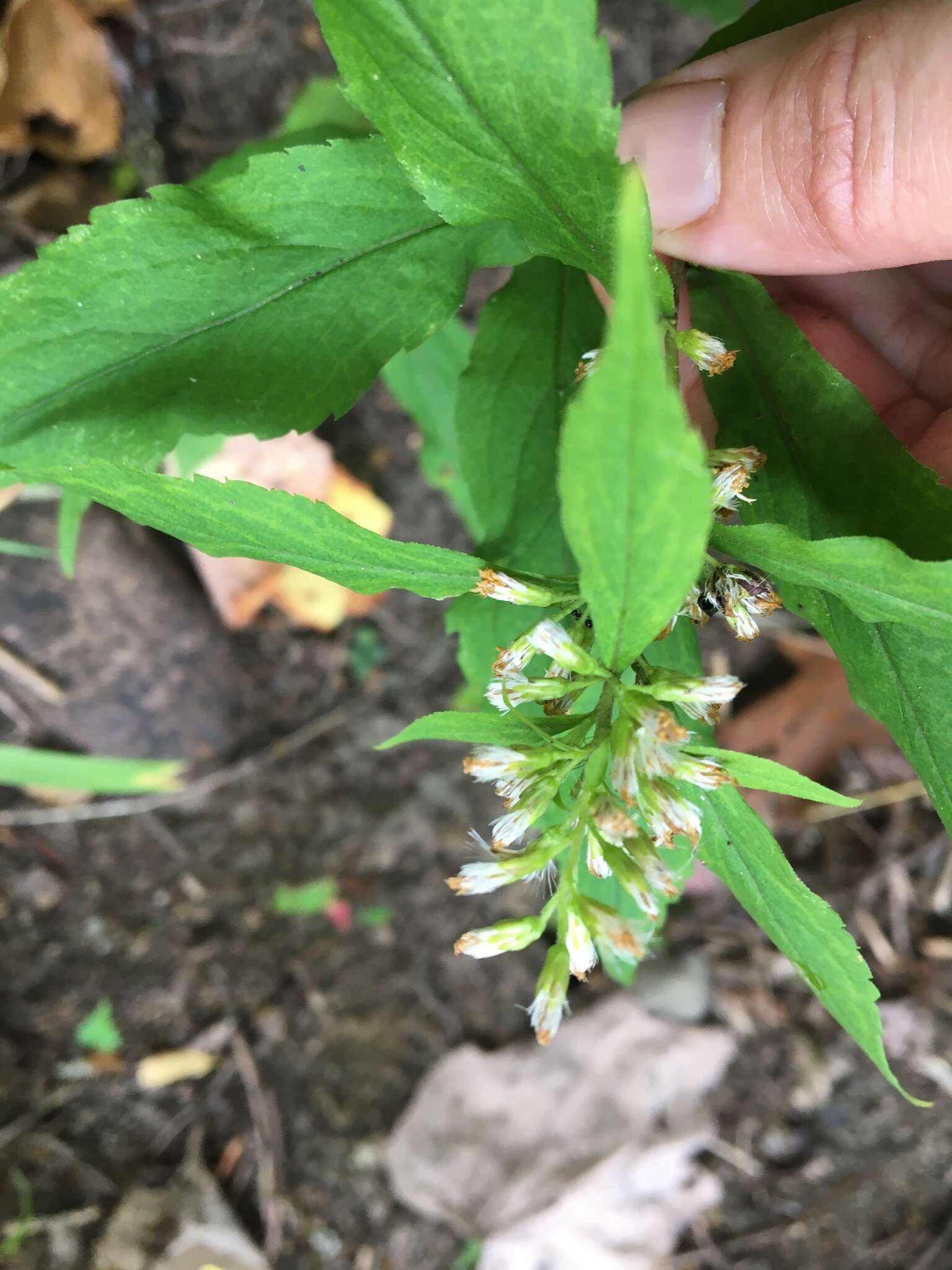 Image of mountain decumbent goldenrod