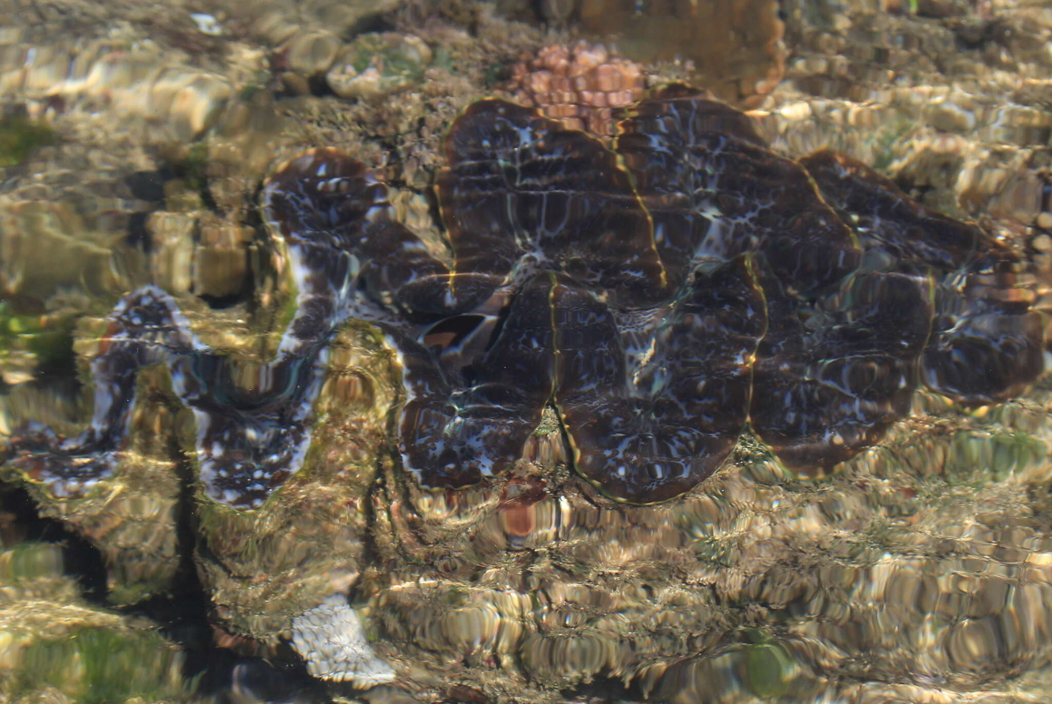 Image de Tridacna elongatissima Bianconi 1856