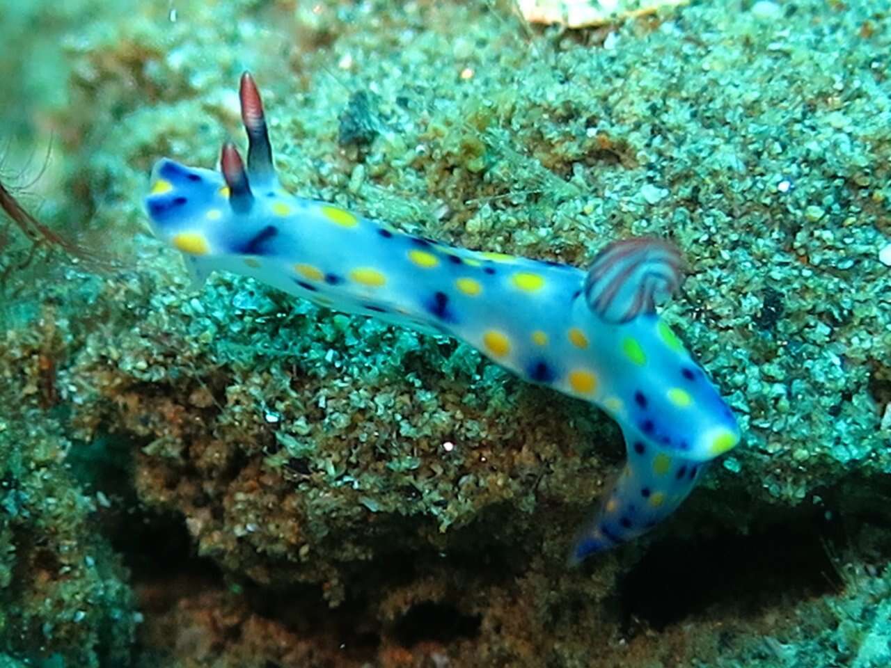 Image of Hypselodoris confetti Gosliner & R. F. Johnson 2018