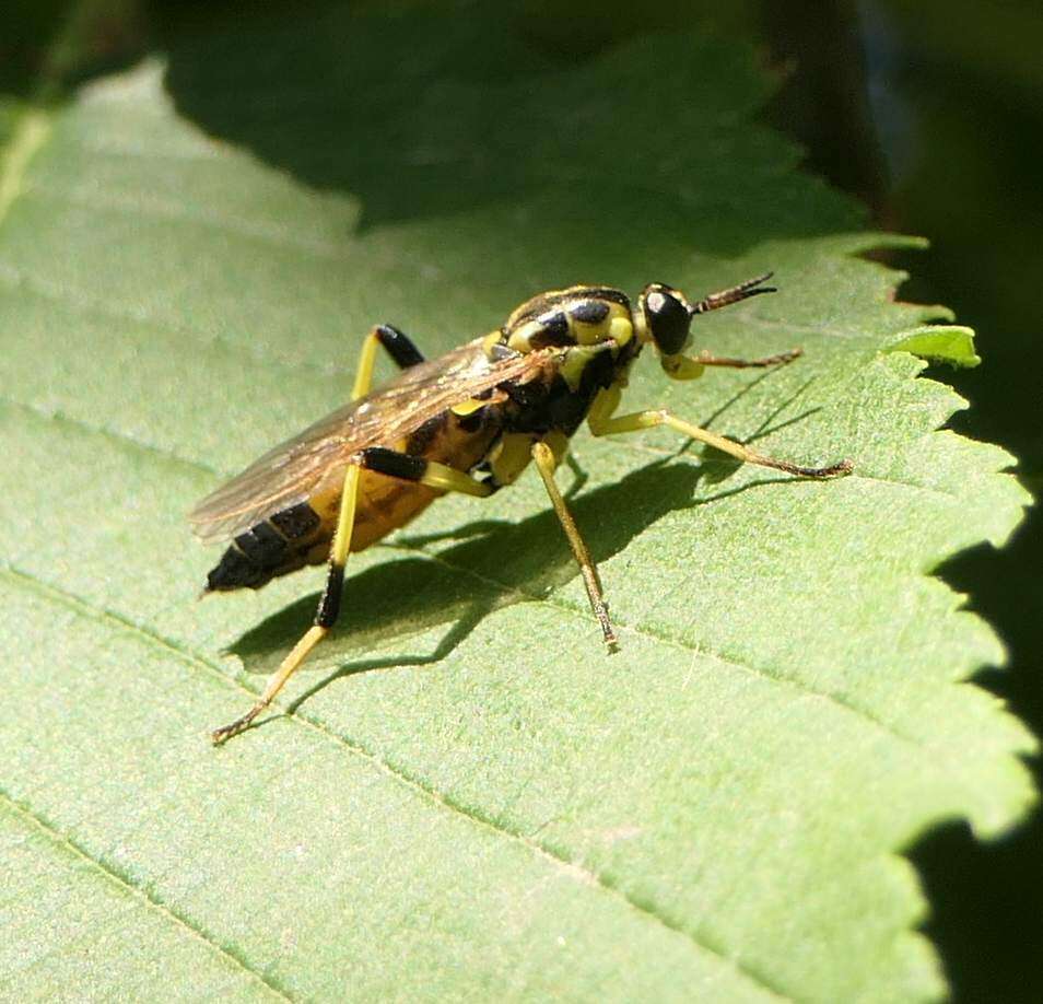 Image of Xylomya terminalis Vasey 1977