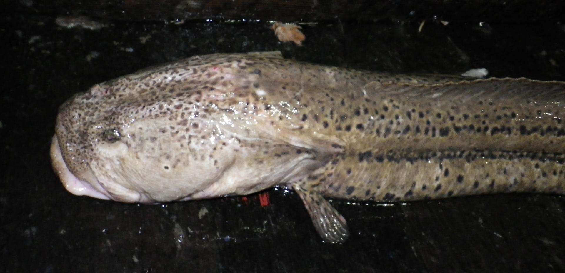 Image of Giant Wrymouth
