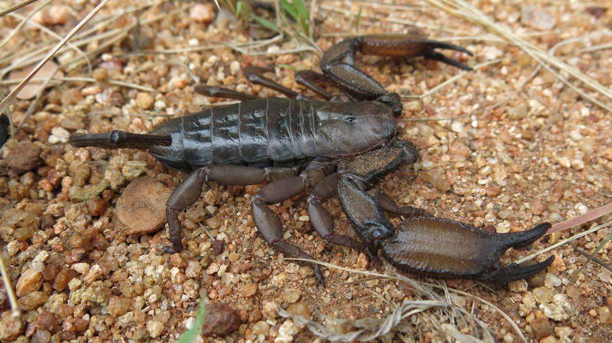 Image of Flat rock scorpion