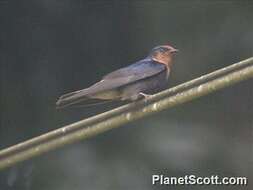 Image of Pacific Swallow