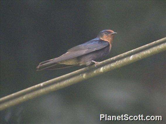 Image of Pacific Swallow