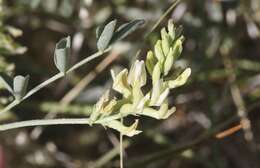 Image of northern freckled milkvetch