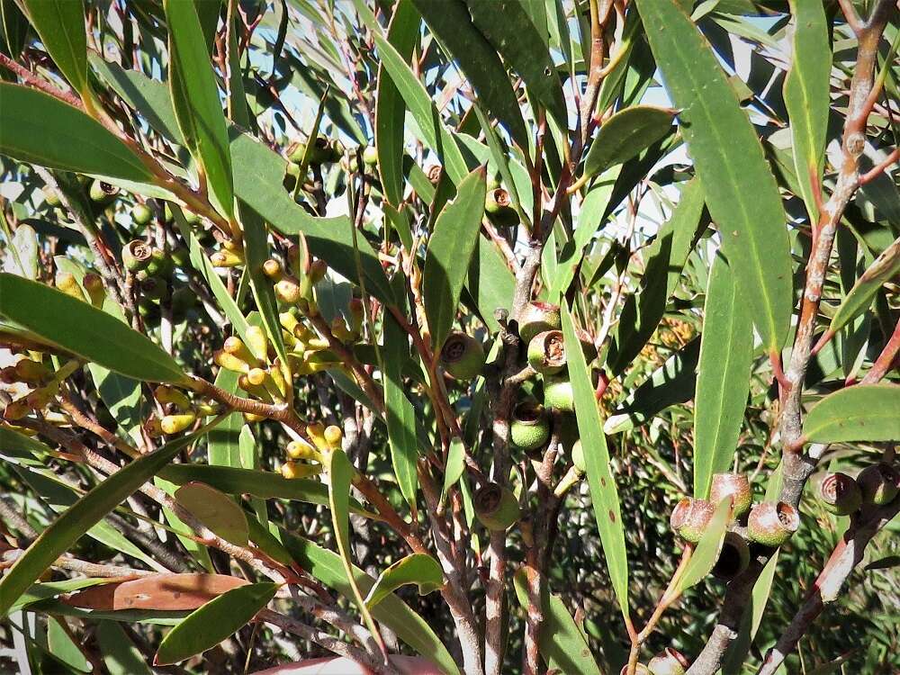 Image of Eucalyptus stricta Sieber ex Spreng.