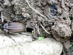 Image of Carabus (Ctenocarabus) melancholicus Fabricius 1798