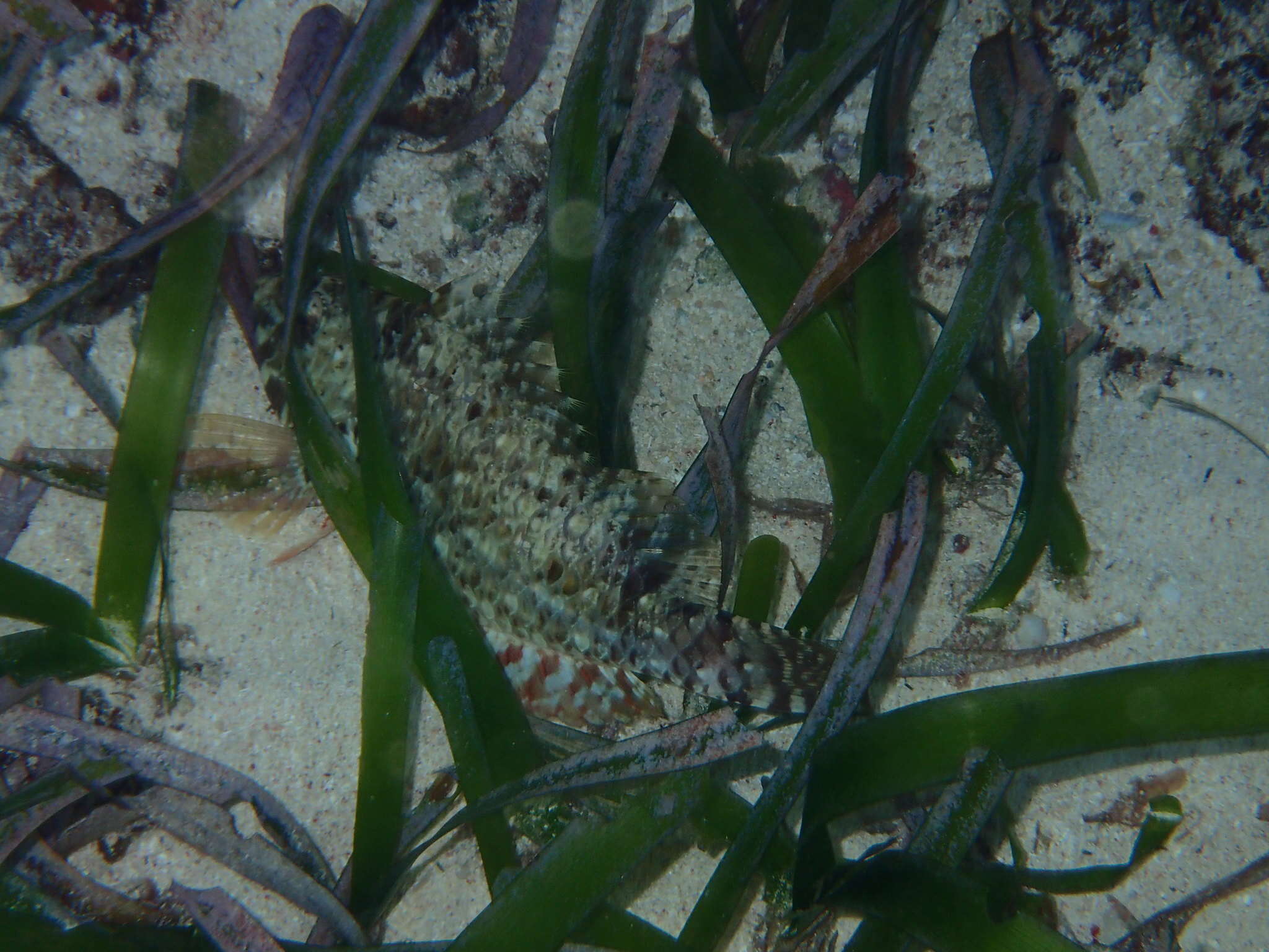 Image of Bucktooth Parrotfish