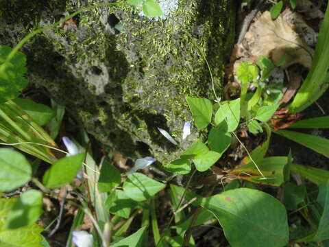 Imagem de Amphicarpaea bracteata subsp. edgeworthii (Benth.) H. Ohashi