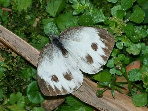 Image of <i>Pieris <i>canidia</i></i> canidia