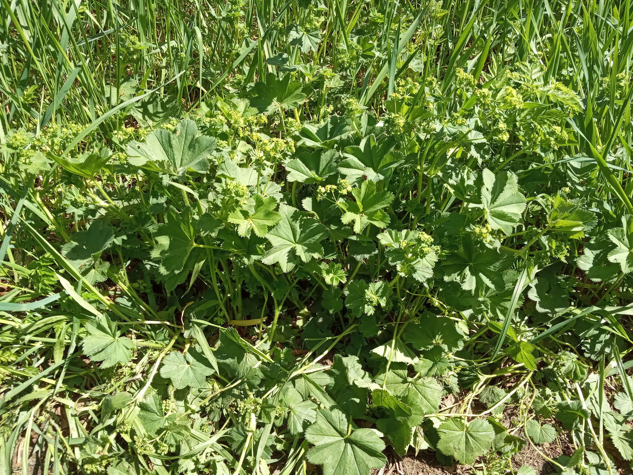 Image of Alchemilla devestiens Juz.