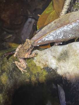 Image of Leptobrachella laui (Sung, Yang & Wang 2014)