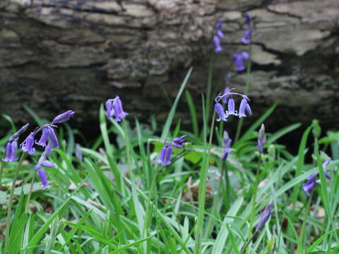 Image of Common Bluebell