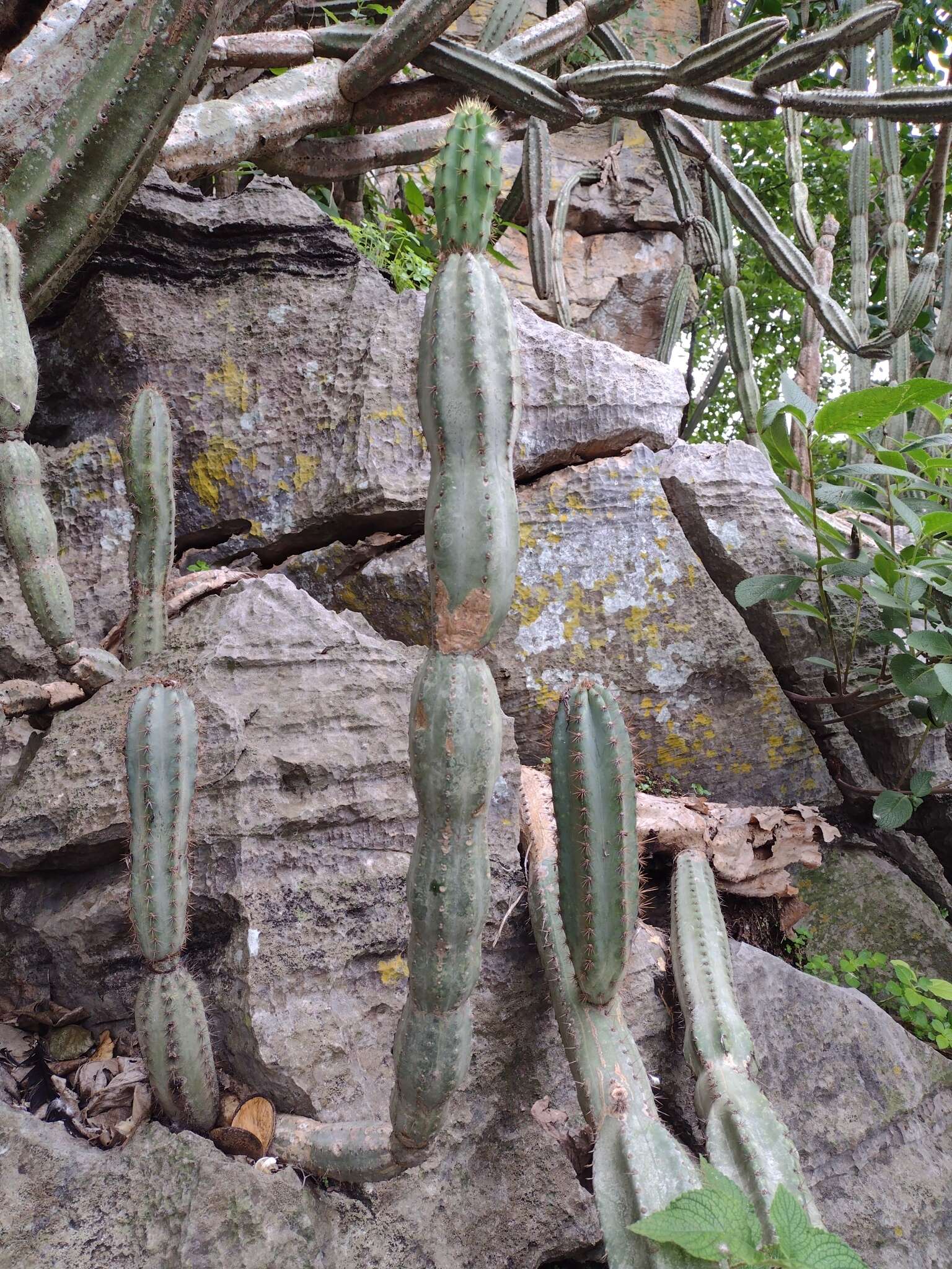 Image of Cereus jamacaru subsp. calcirupicola (F. Ritter) N. P. Taylor & Zappi