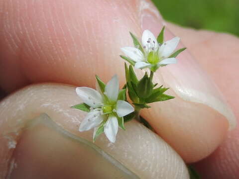 Image of Thyme-leaved Sandwort