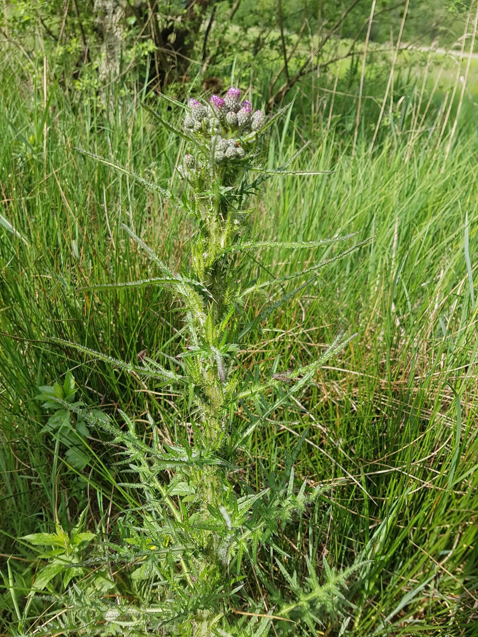 Imagem de Cirsium palustre (L.) Scop.