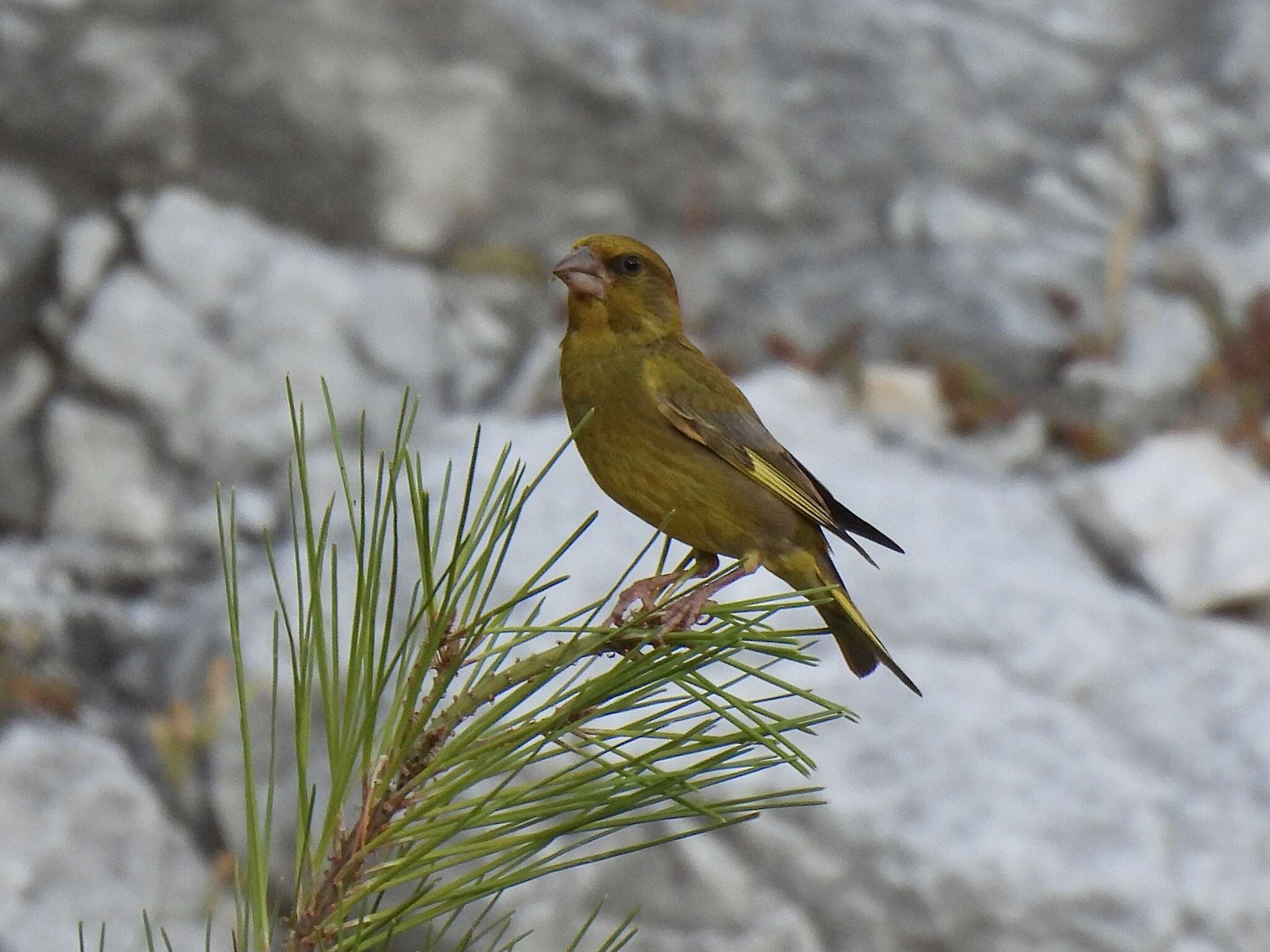 Chloris chloris aurantiiventris (Cabanis 1851) resmi