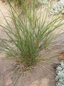 Image of American dunegrass