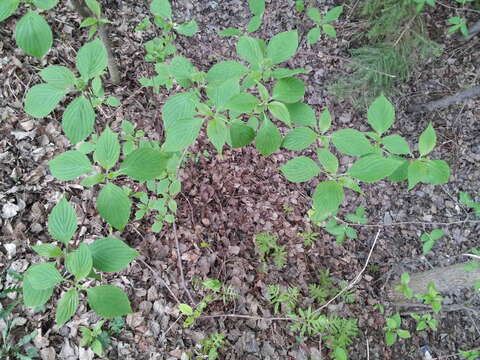 Image of alternateleaf dogwood