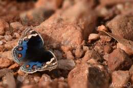 Image of Blue pansy