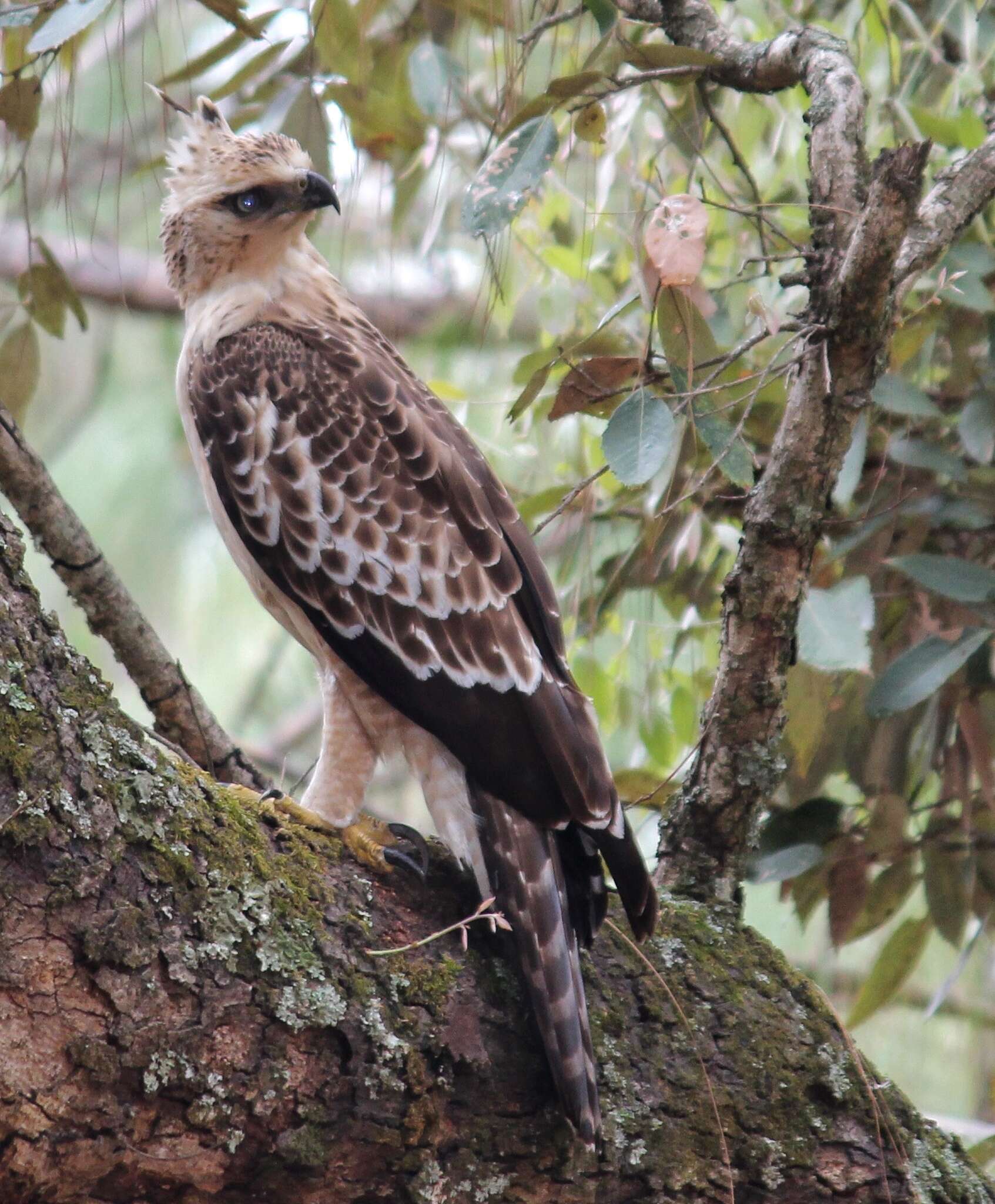 Nisaetus nipalensis Hodgson 1836 resmi