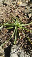 Image of Cyperus fulgens C. B. Clarke