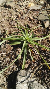 Imagem de Cyperus fulgens C. B. Clarke