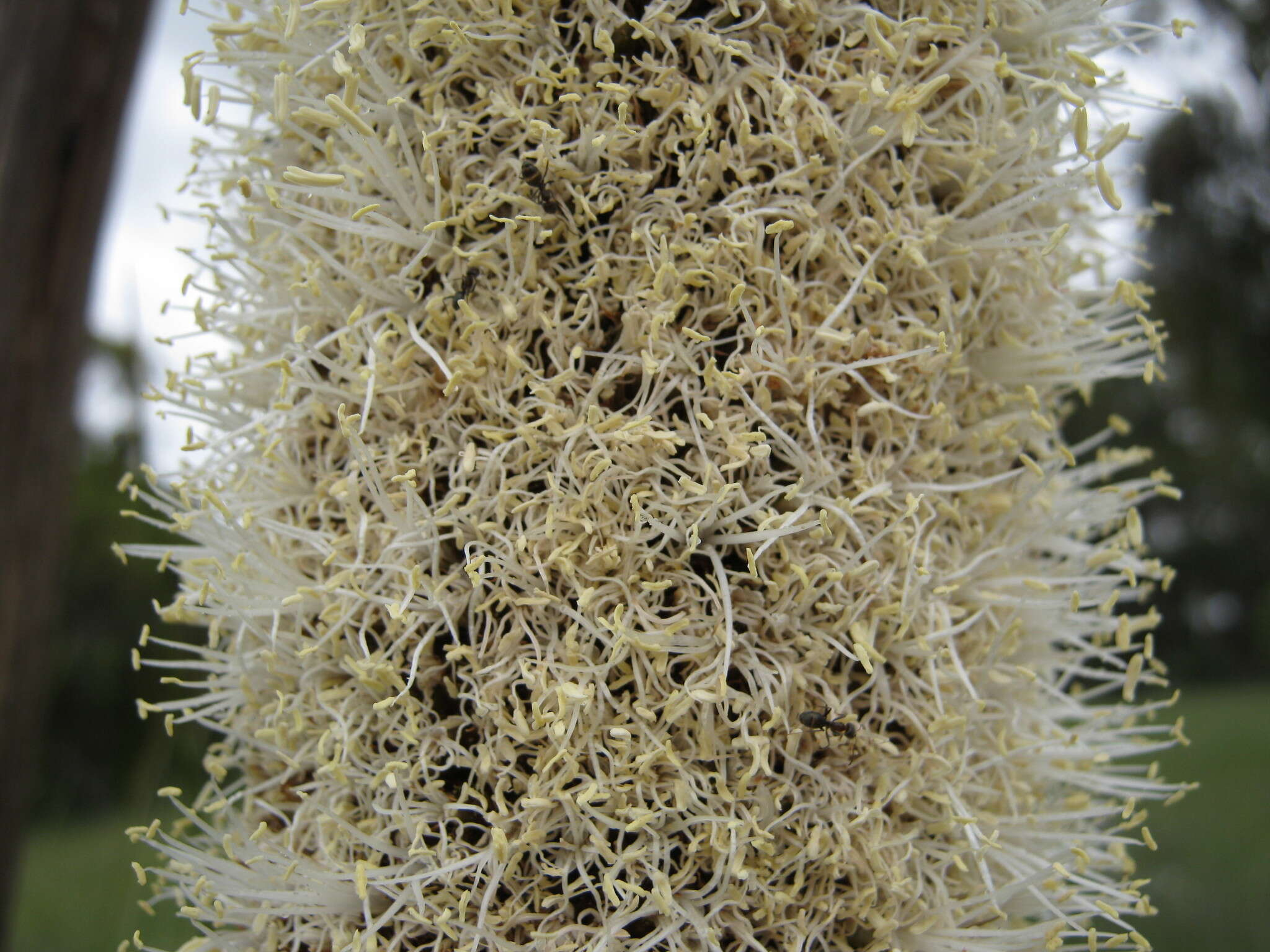 Image of Xanthorrhoea semiplana subsp. semiplana