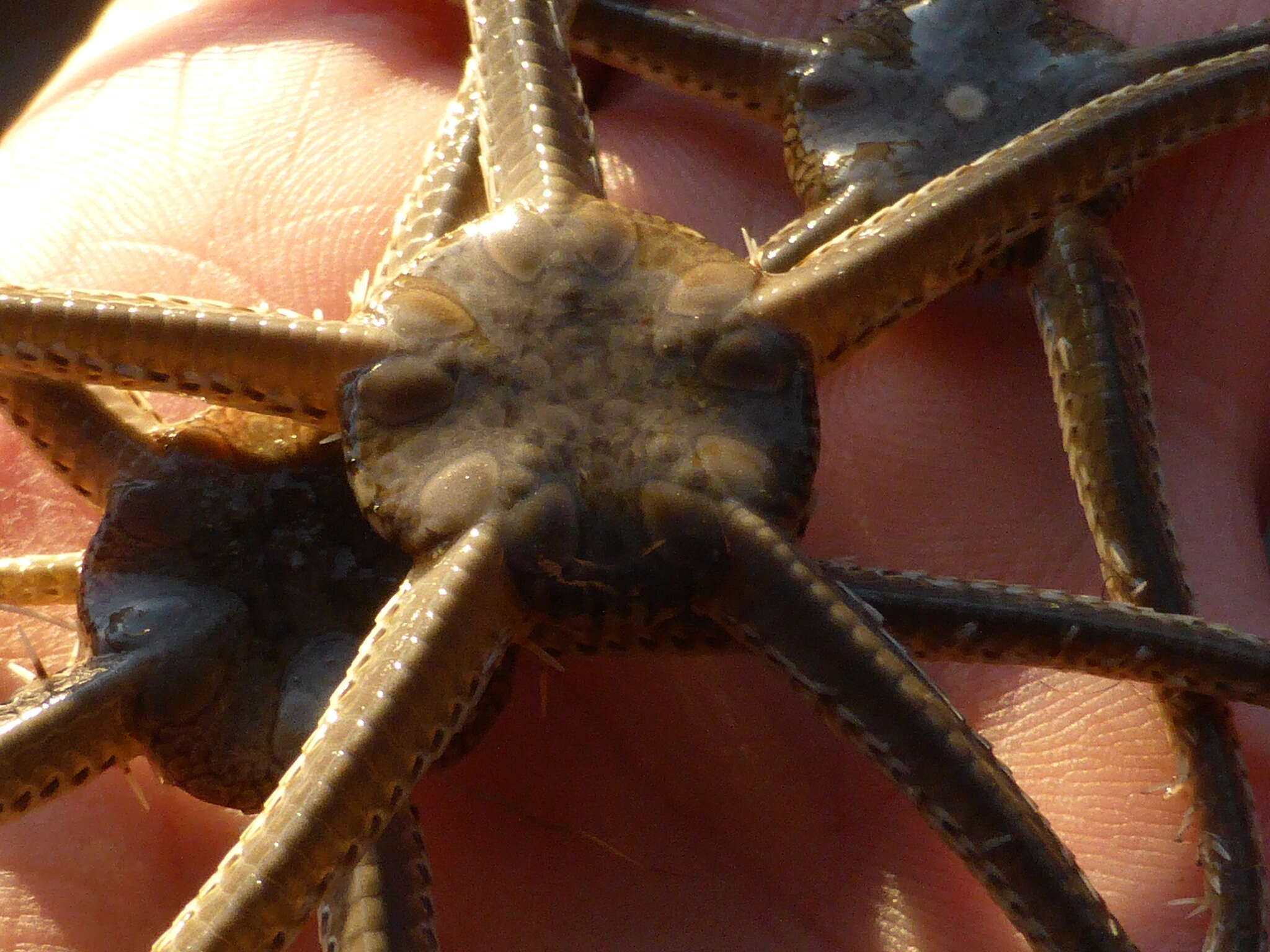 Image of Notched brittle star