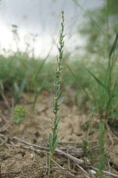 Sivun Thymelaea passerina (L.) Coss. & Germ. kuva