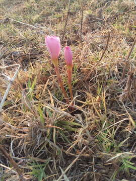 Imagem de Zephyranthes fosteri Traub