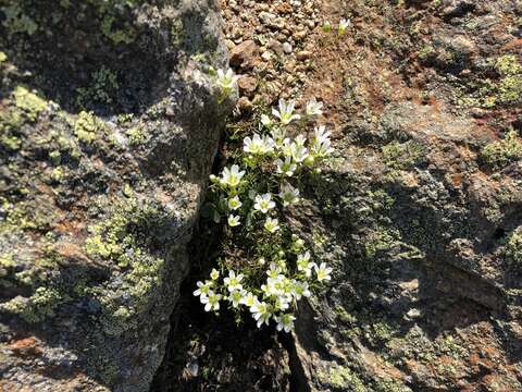 Image of Greenland stitchwort