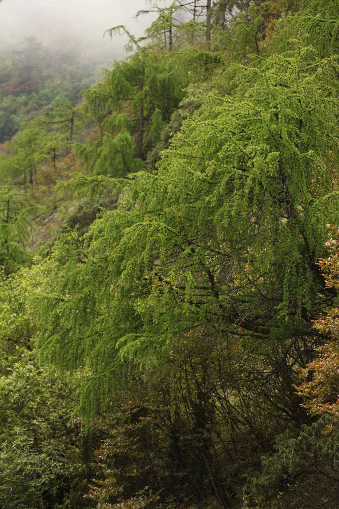 Image of Sikkim Larch