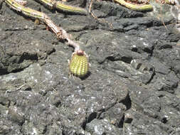 Image of Melocactus intortus subsp. intortus