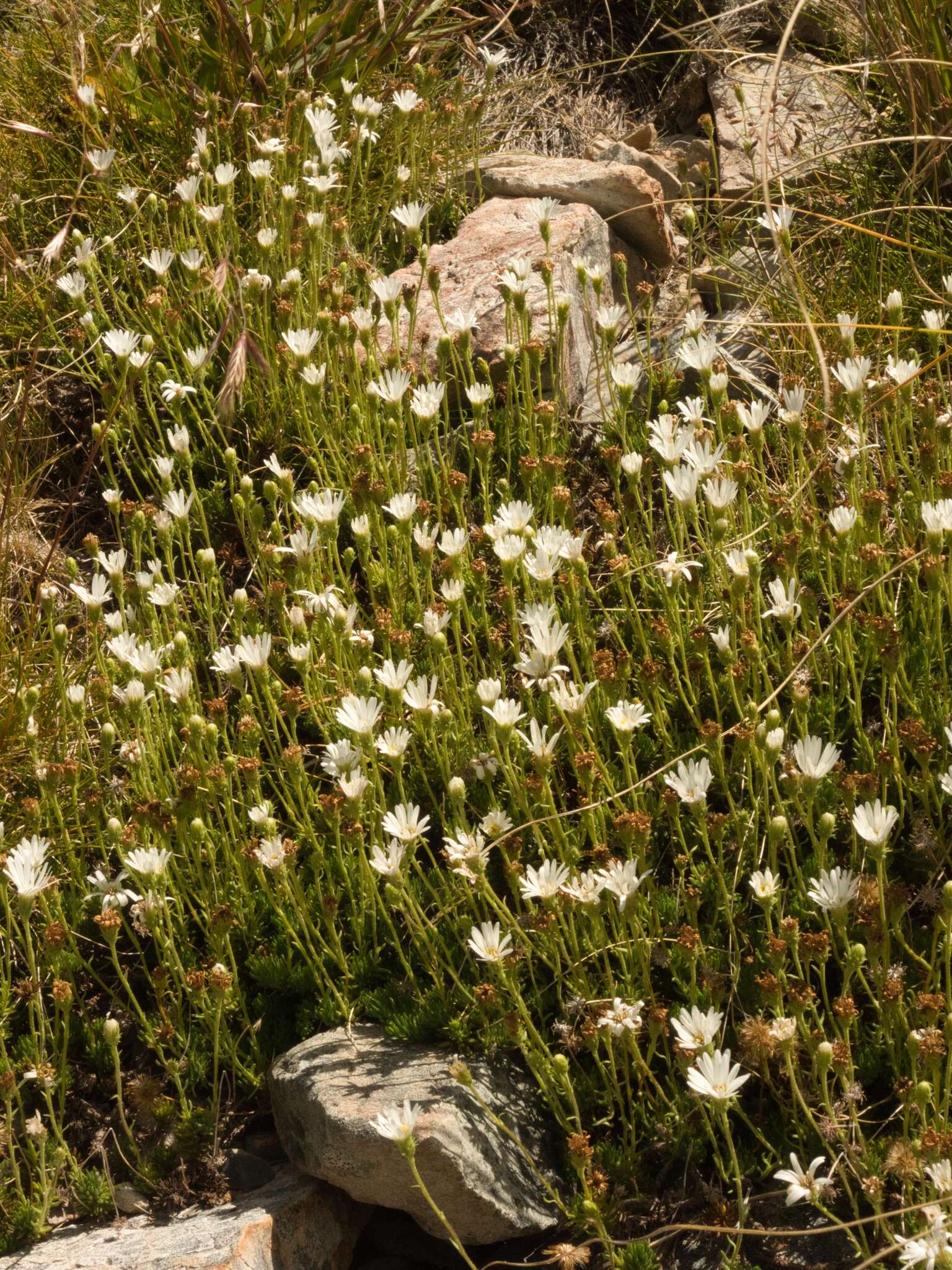 Plancia ëd Celmisia lateralis J. Buch.