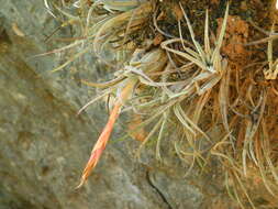 Image of Tillandsia pueblensis L. B. Sm.