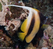 Image of Red Sea Bannerfish