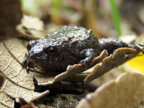 Image de Geobatrachus Ruthven 1915