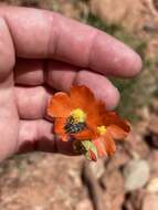 Image of Acmaeodera bowditchi Fall 1901