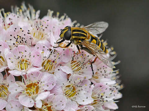 صورة Helophilus pendulus (Linnaeus 1758)