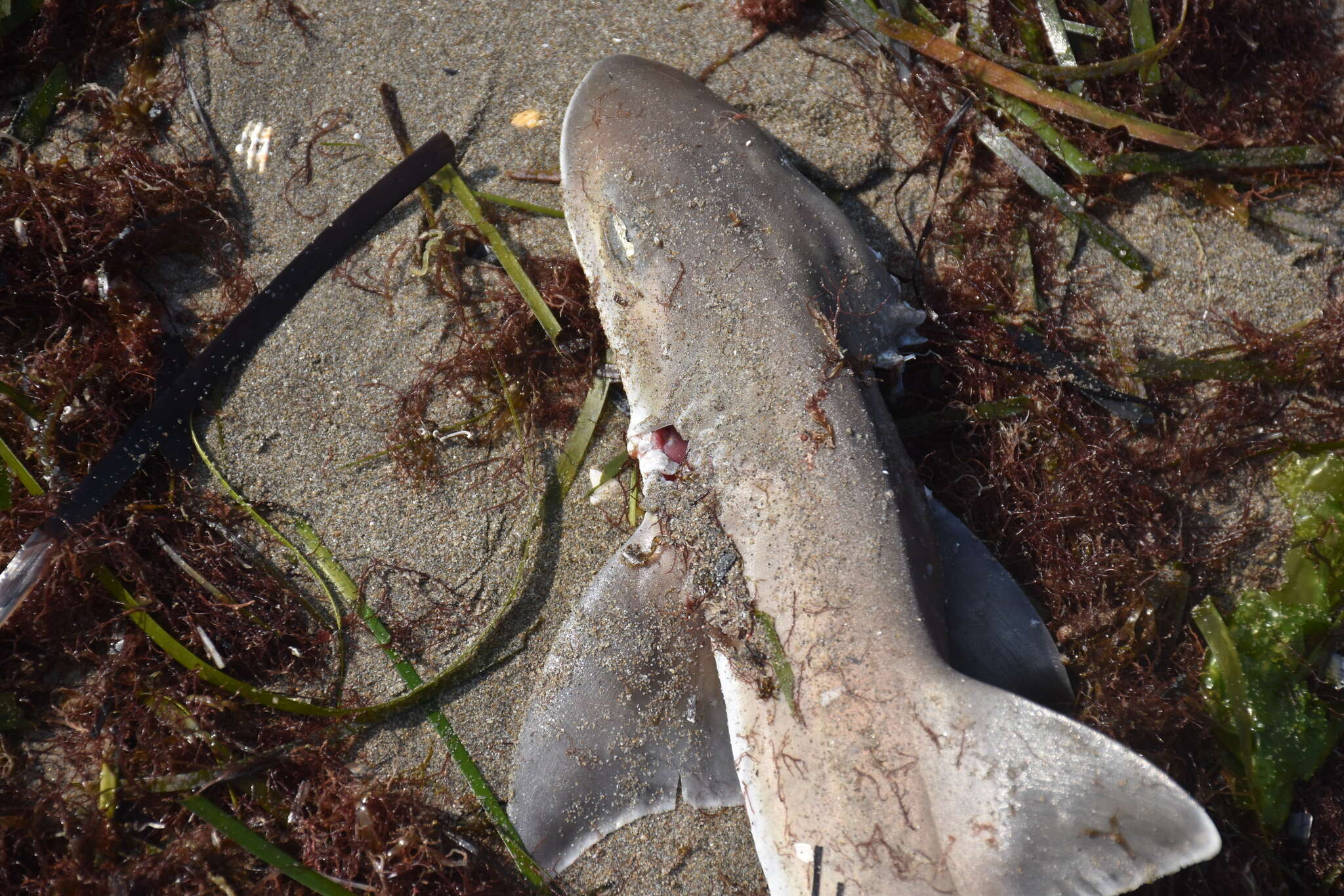 Image of Common Smoothhound