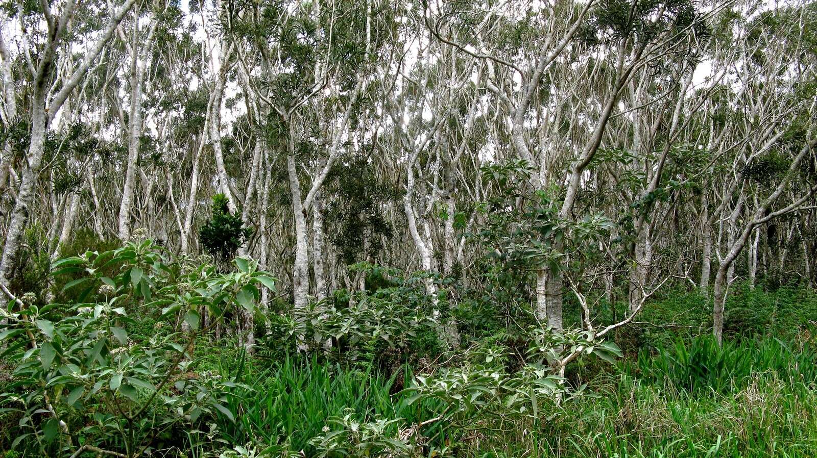 Слика од Acacia heterophylla (Lam.) Willd.