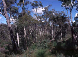 Imagem de Eucalyptus aspersa M. I. H. Brooker & S. D. Hopper