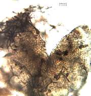 Sivun Penicillium glaucoalbidum (Desm.) Houbraken & Samson 2011 kuva